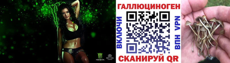 где найти   Кыштым  Псилоцибиновые грибы Psilocybe 